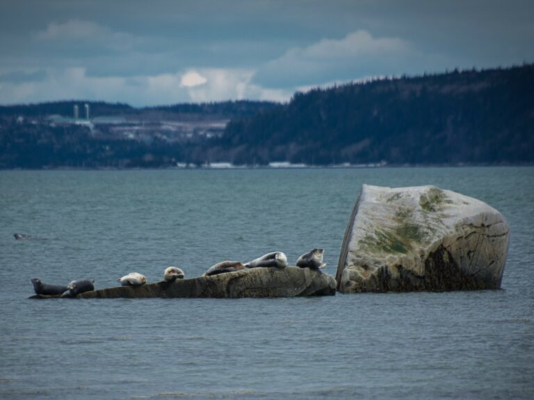 Projets de recherche scientifique de 2023 à 2024
