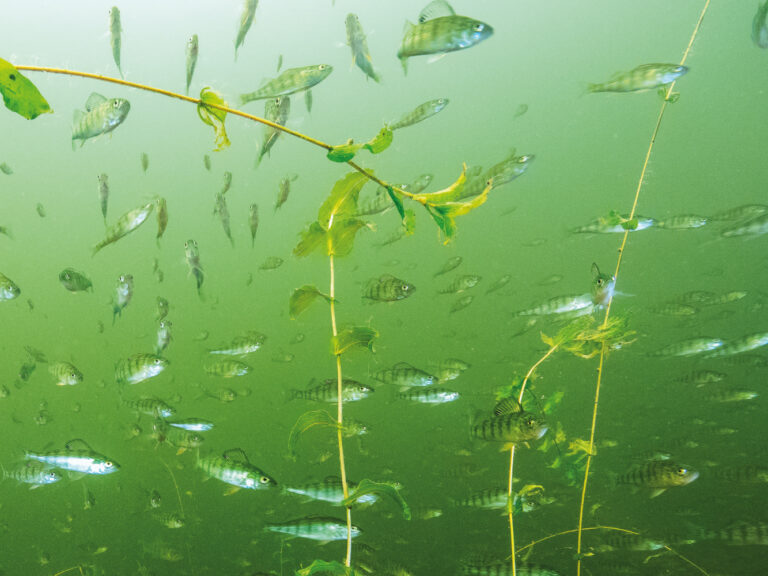 Projets de recherche scientifique de 2025 à 2026